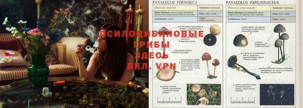 PSILOCYBIN Белоозёрский